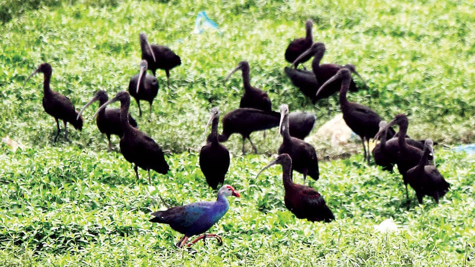 Hebbal Lake: Birds  & Birders’ Paradise