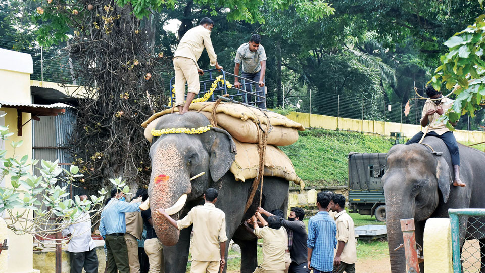 Howdah Elephant rehearses with 350-kg sand bags