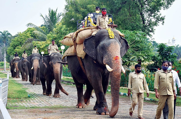 Abhimanyu, with his Mahout Vasanth walking next to him and the weight on his back, led other elephants Vijaya, Kaveri, Gopi and Vikram during the training, which was supervised by Deputy Conservator of Forests (DCF) M.G. Alexander, Veterinarian Dr. Nagaraj and elephant caretakers Rangaraju and Akram. 