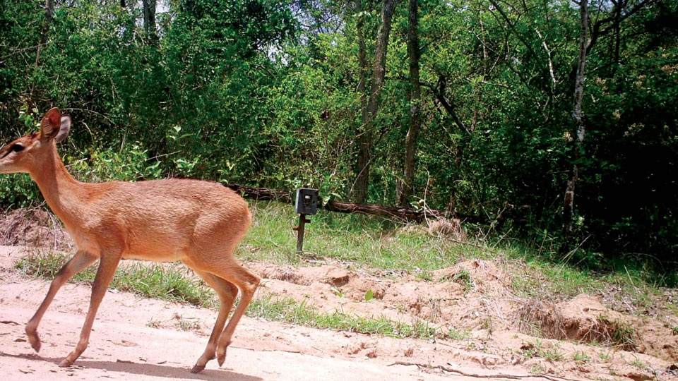 Rare Four-Horned Antelope ‘camera trapped’ at Veeranahosahalli Range in Nagarahole