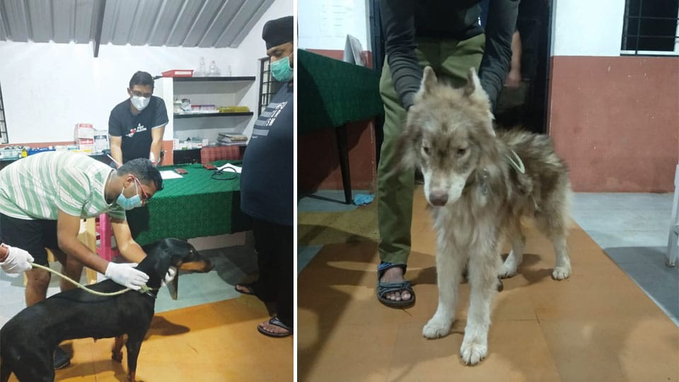 PFA rescues dogs from illegal dog breeder in city