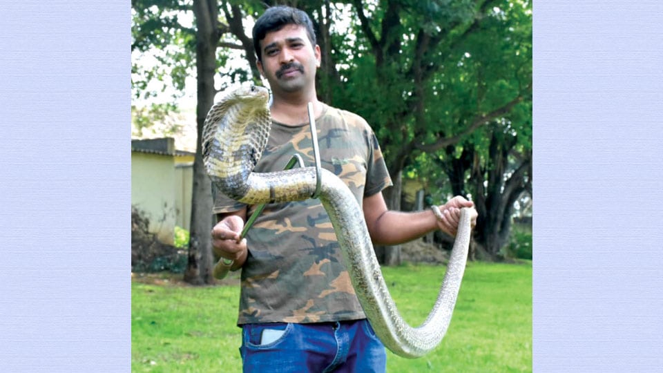 Spectacled Cobra rescued at J.P. Nagar