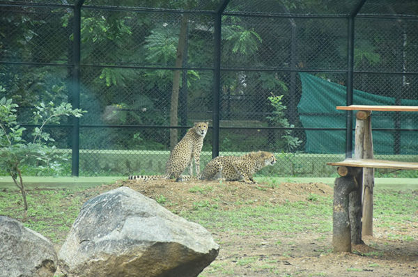 Hunting Cheetahs released for public viewing at Mysuru Zoo