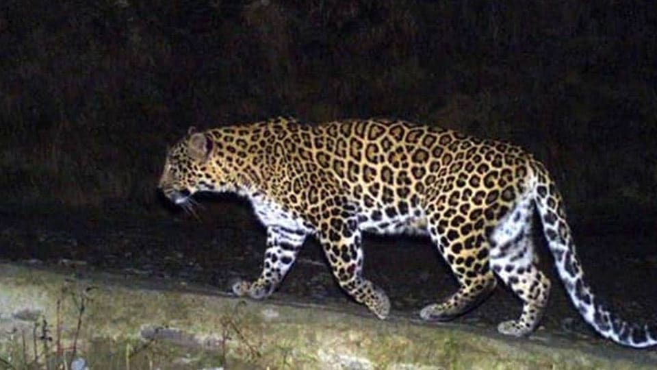 Leopard sighting scares Aishwarya Layout residents