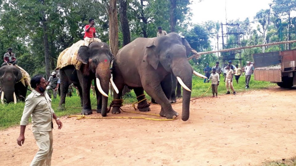 Wild tusker that created panic among villagers captured