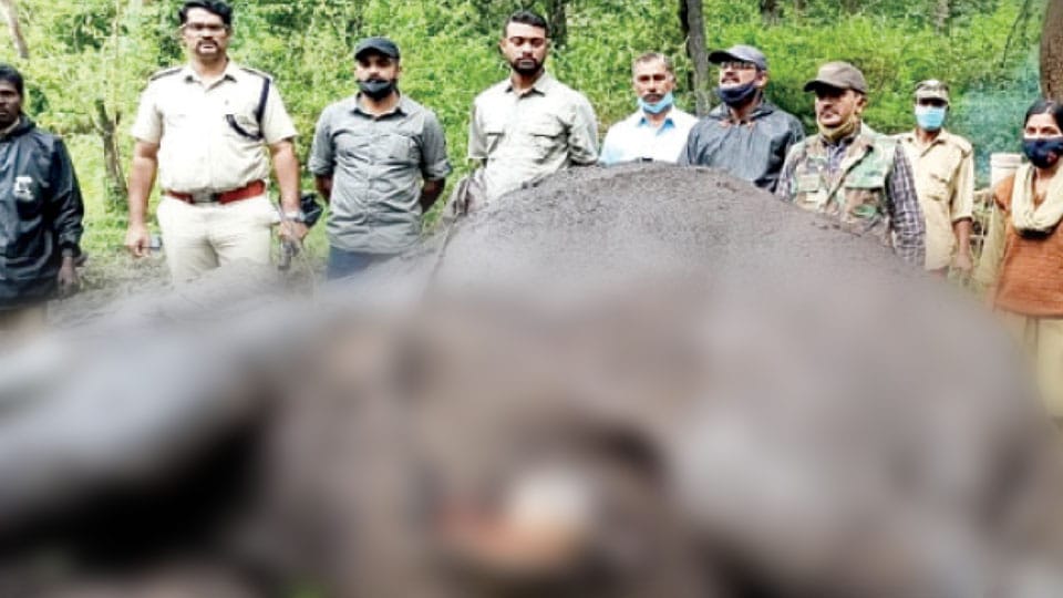 Mathigod Camp’s ‘Rajendra’ dies in wild elephant attack