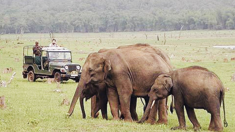 Safari resumes at Nagarahole National Park