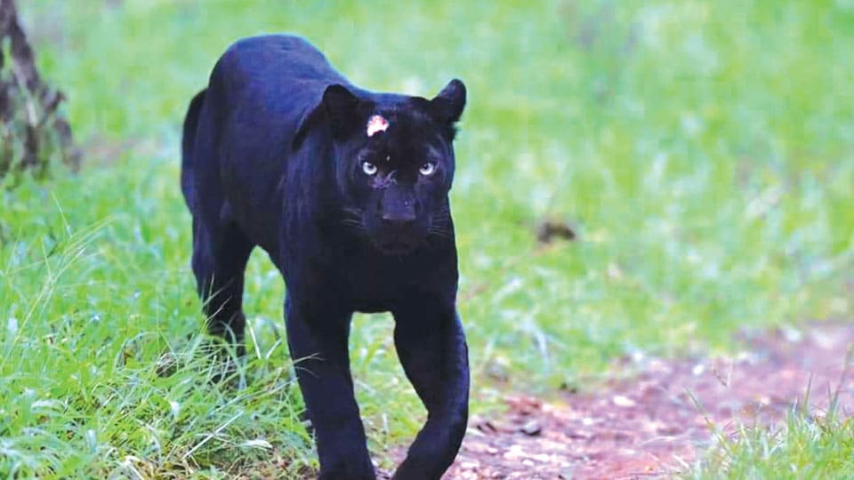 Black Panther, injured in territorial fight, appears after two months