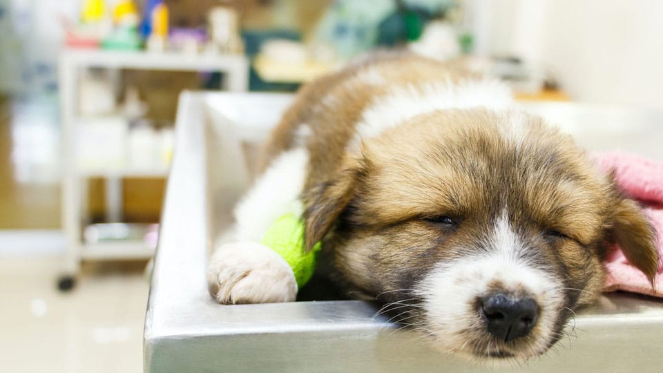 More on symptoms and treatment of Parvo in puppies