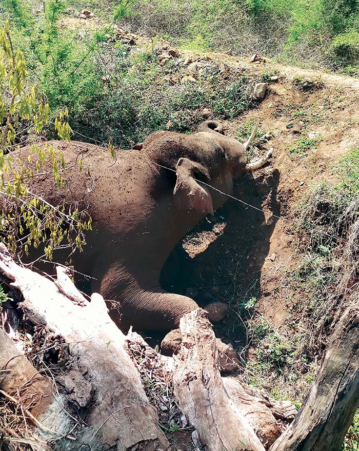 Elephant killed by electrocution.