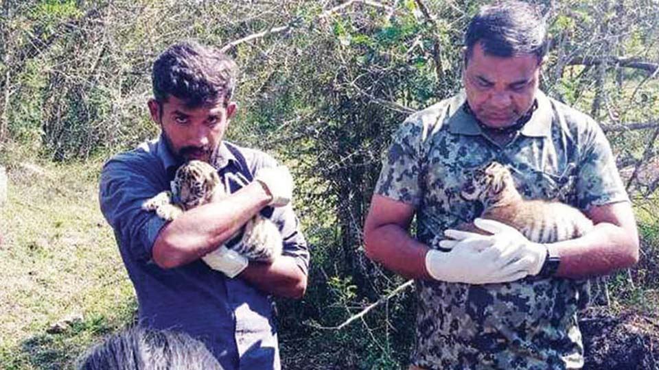 Tigress found dead, two male cubs rescued