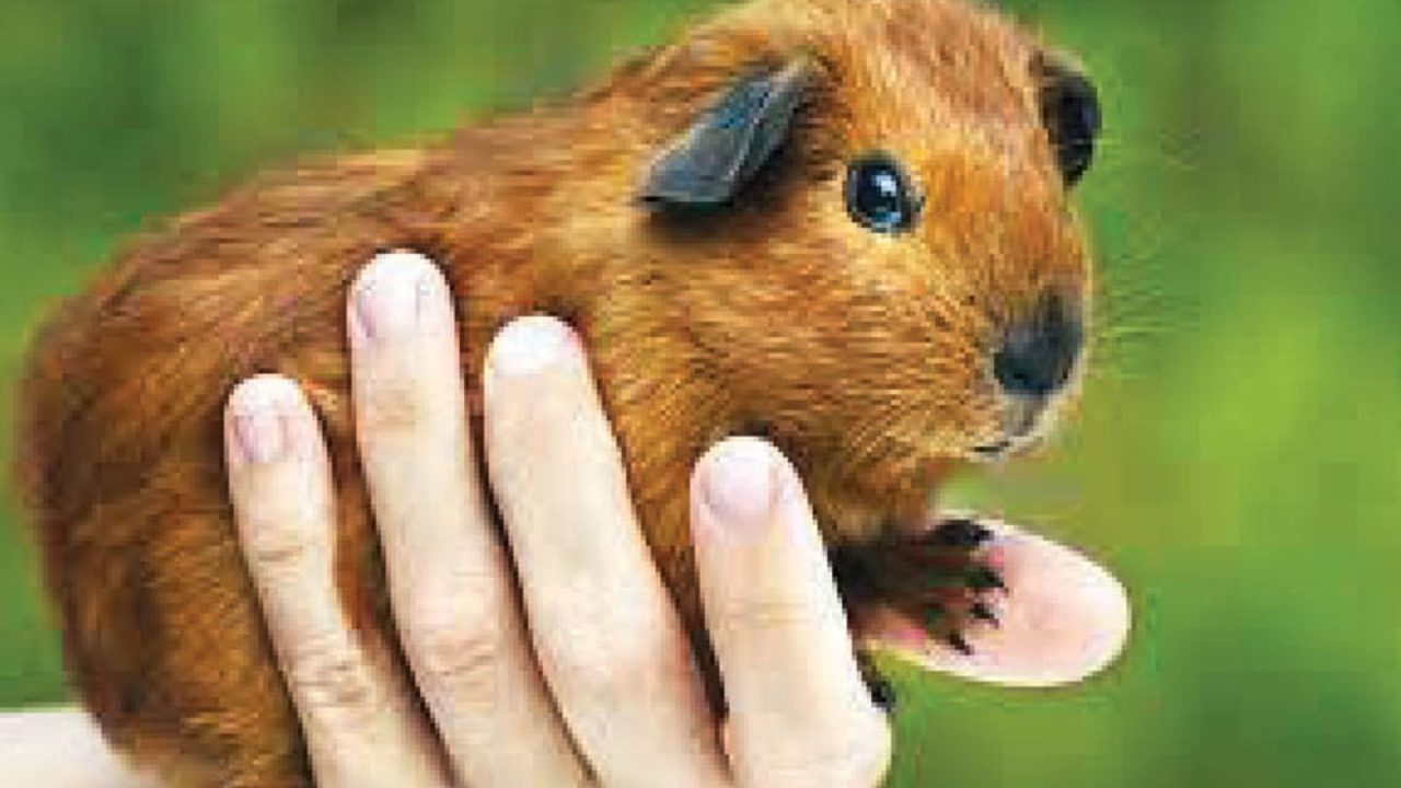 do guinea pigs eat each other