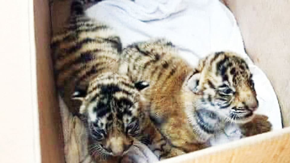 Rescued tiger cubs to be shifted to Chennai Zoo