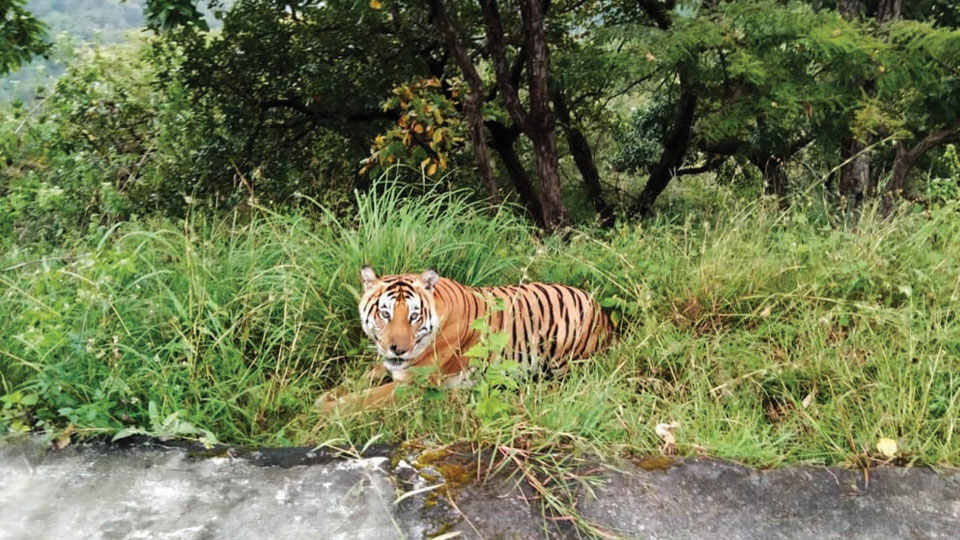 Tiger sighting enthralls tourists  at Gopalaswamy Hill