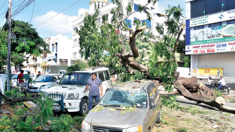 Think twice before you park vehicles under tree!