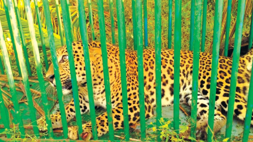 Leopard trapped at Hunsur