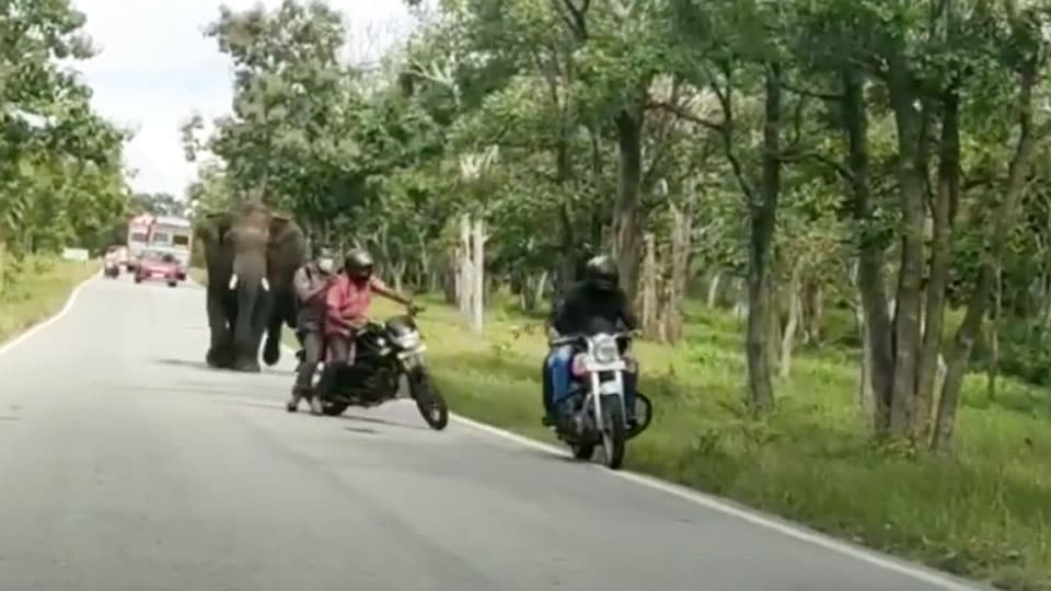 Wild elephant chases bikers on NH-67 - Star of Mysore