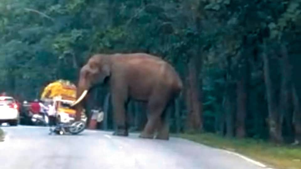 Elephant Bhima chases away riders clicking selfies in front of him