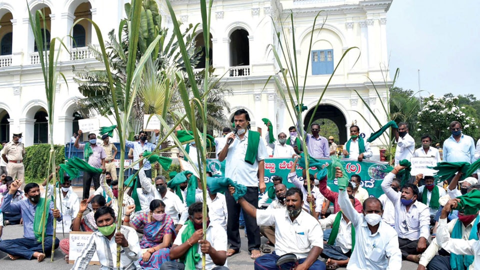 Farmers stage stir demanding higher price for sugarcane