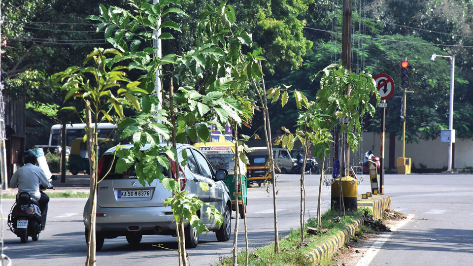 Mysuru to get 3,000 tree saplings from Rajahmundry