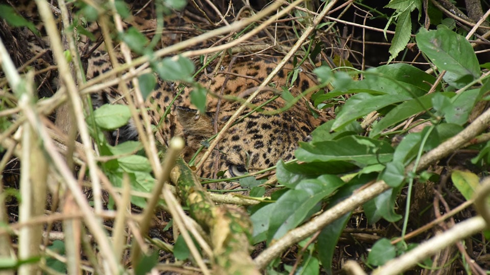 Misty Morning Mishap: Leopardess injured in hit-n-run atop Chamundi Hill