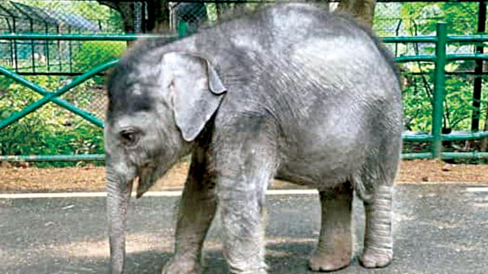 Elephant calf, separated from mother, dies at Mysuru Zoo