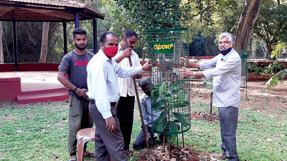Saplings at Rangayana garden get tree guards