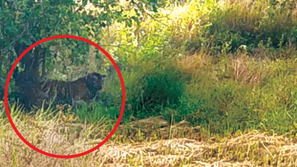 Tiger caught in a snare amidst paddy fields rescued