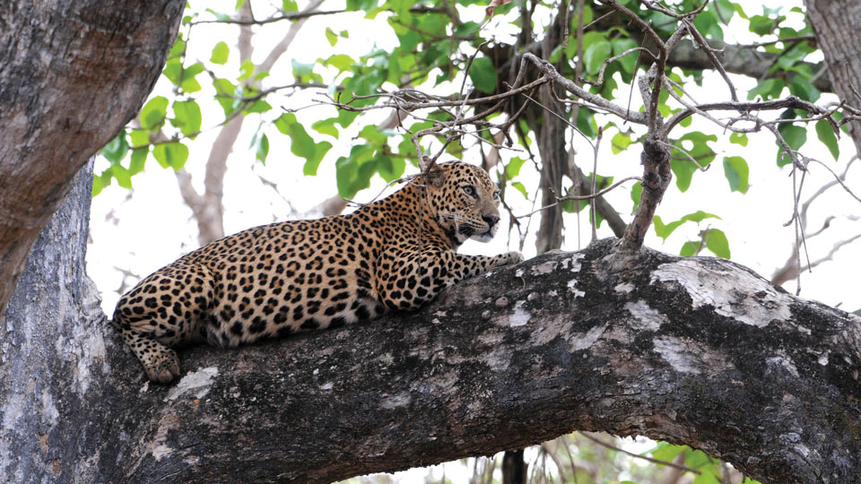 60 percent rise in leopard population: Status report