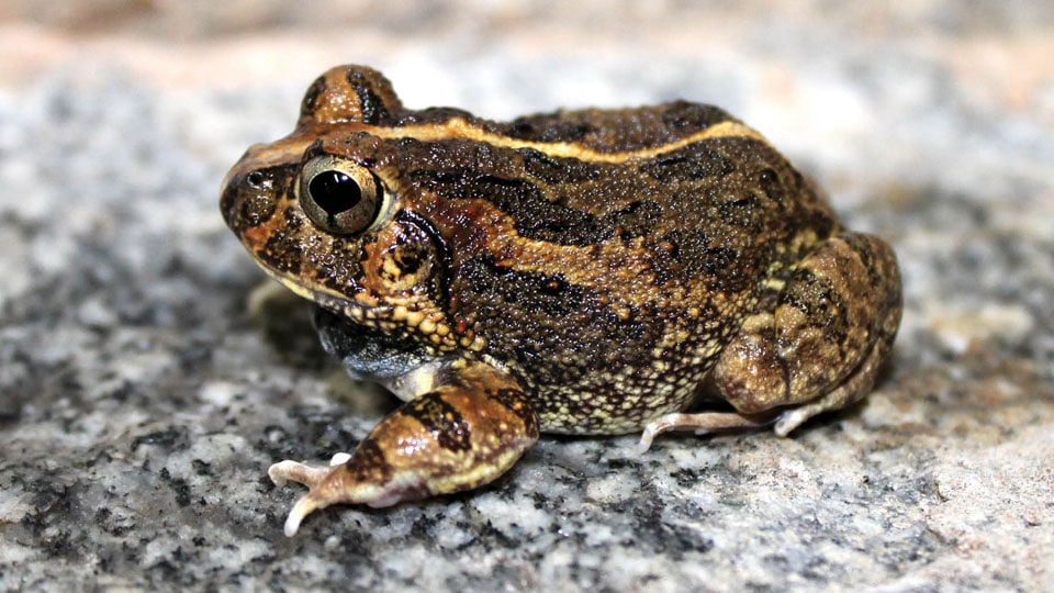 New species of burrowing frog discovered in Bengaluru