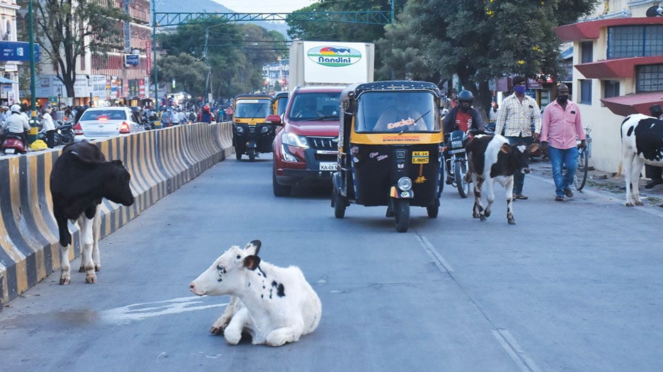 No solution in sight… Commuters bear the brunt of stray cattle menace