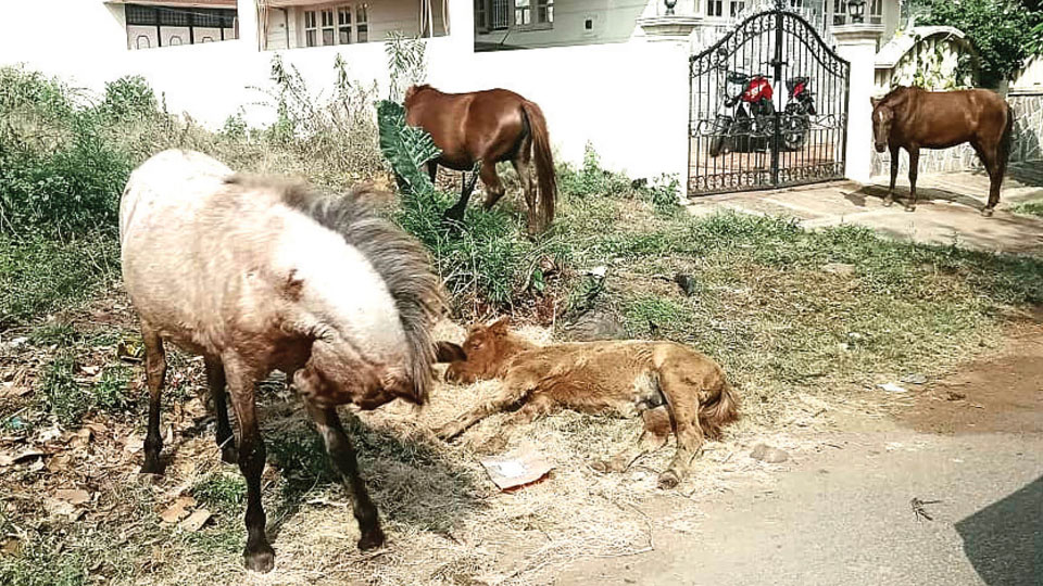 Control stray horse menace at J.P. Nagar