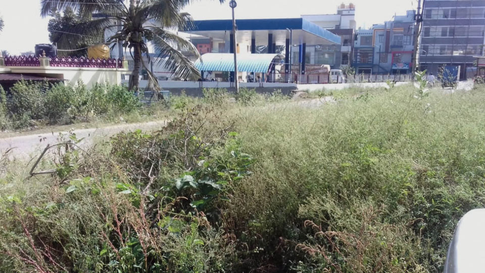 Plea to clear weeds grown inside drain at Vijayanagar