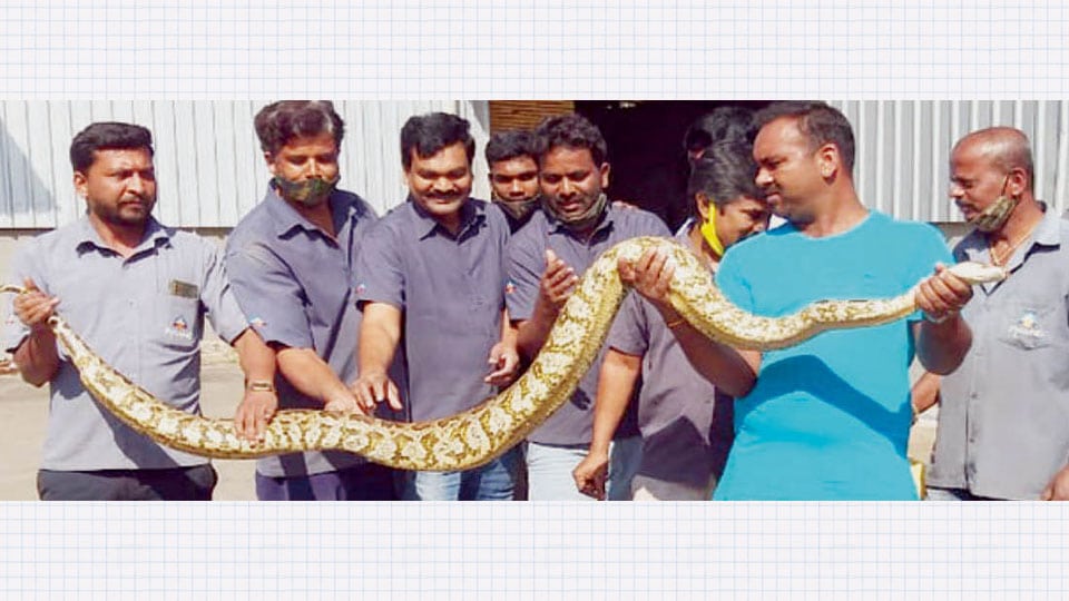 Huge Python rescued from industrial unit