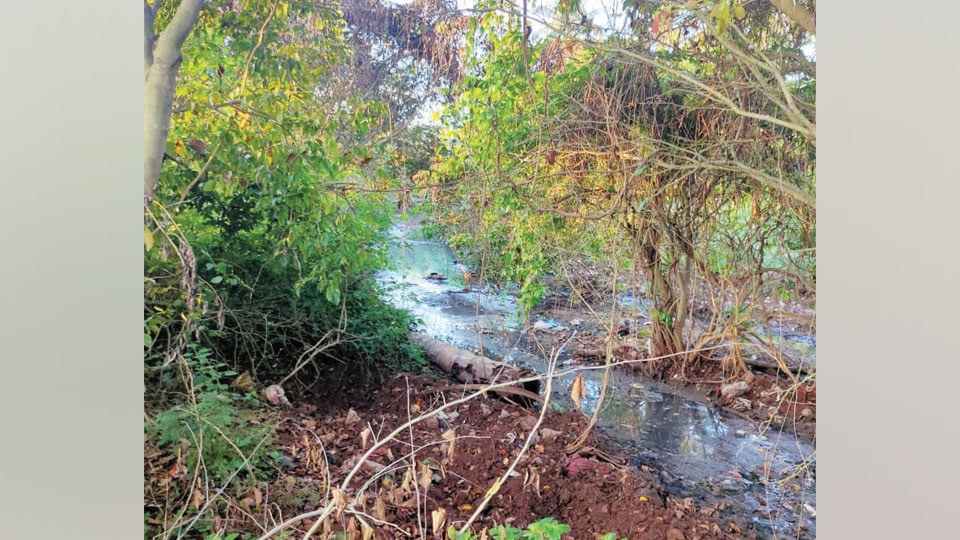 Sewage water flowing through vacant land at Sathagalli