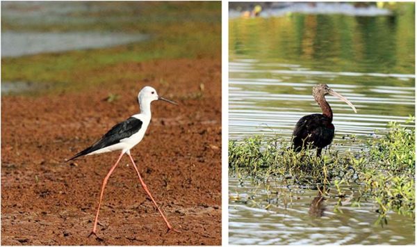 Bird-watching at Thippayyanakere - Star of Mysore