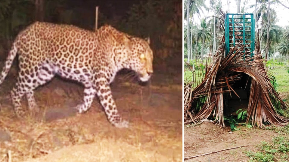 Leopard menace at Hunsur