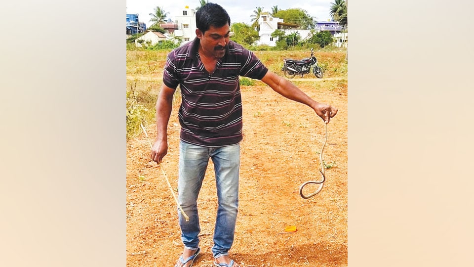 Flying snake rescued in H.D. Kote