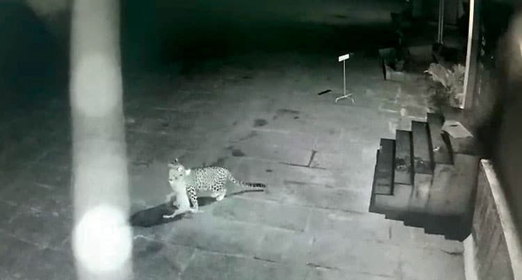 Leopards kill pet dogs