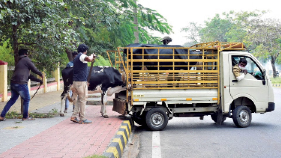 Karnataka notifies draft rules for transportation of cattle