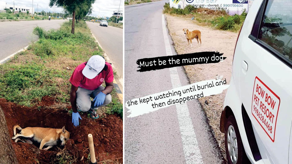 Dogs killed in accidents on Ring Roads, now given proper burial
