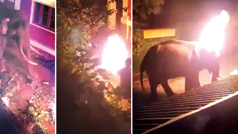 Two arrested for throwing burning tyre on elephant causing its death
