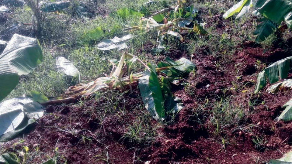 Wild elephants destroy banana, coconut plantations in Hunsur