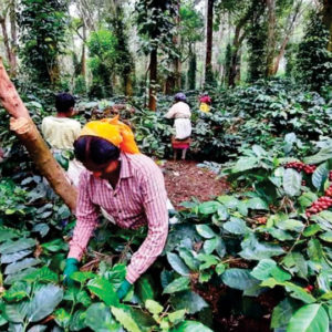 Deal honestly with coffee growers and Bagar Hukum farmers