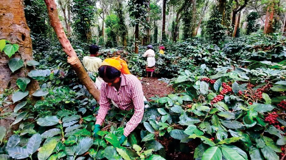 Post-lockdown, workers find coffee picking, masonry more profitable