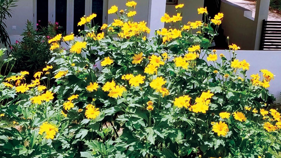 Tree Sunflower: Owner’s pride or neighbour’s envy?