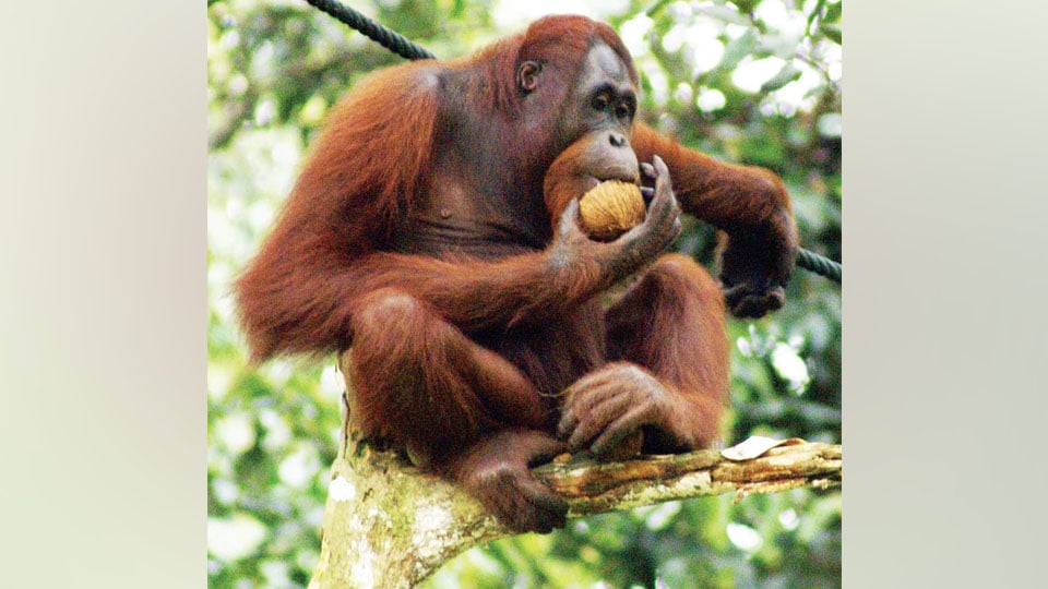 Orangutans to come from Singapore Zoo