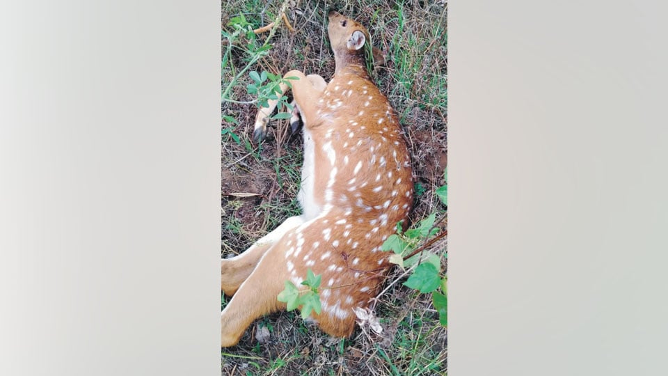 Deer killed in stray dog attack