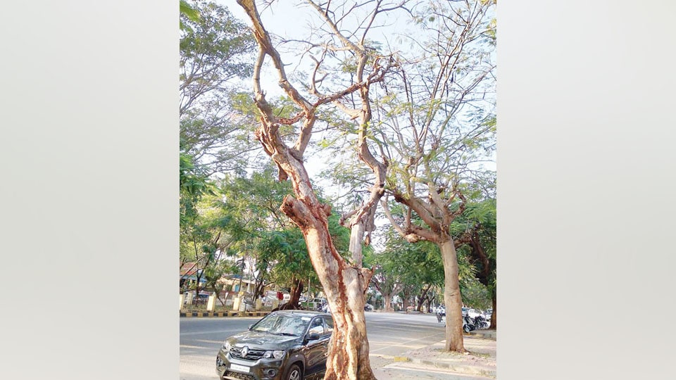 Remove this dried up tree near Ganabharathi