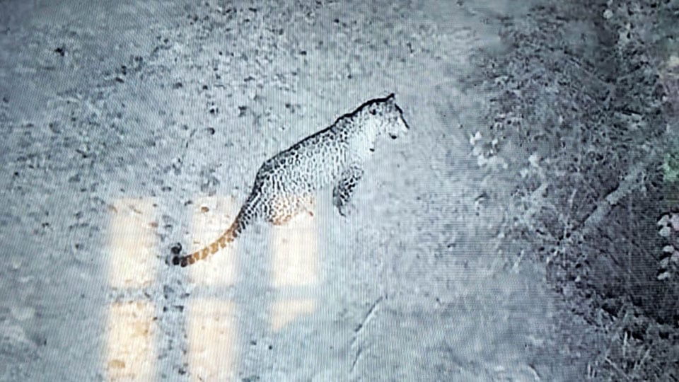 Leopard sighted at Brindavan Gardens